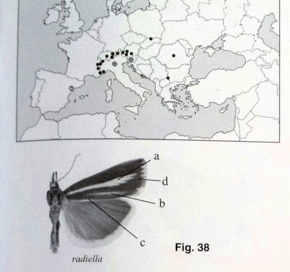 Somiglia a Catoptria radiella, ma non ci dovrebbe essere...