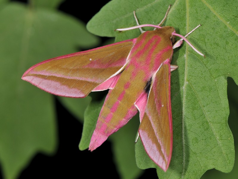 Una splendida creatura:  Deilephila elpenor (Sphingidae)