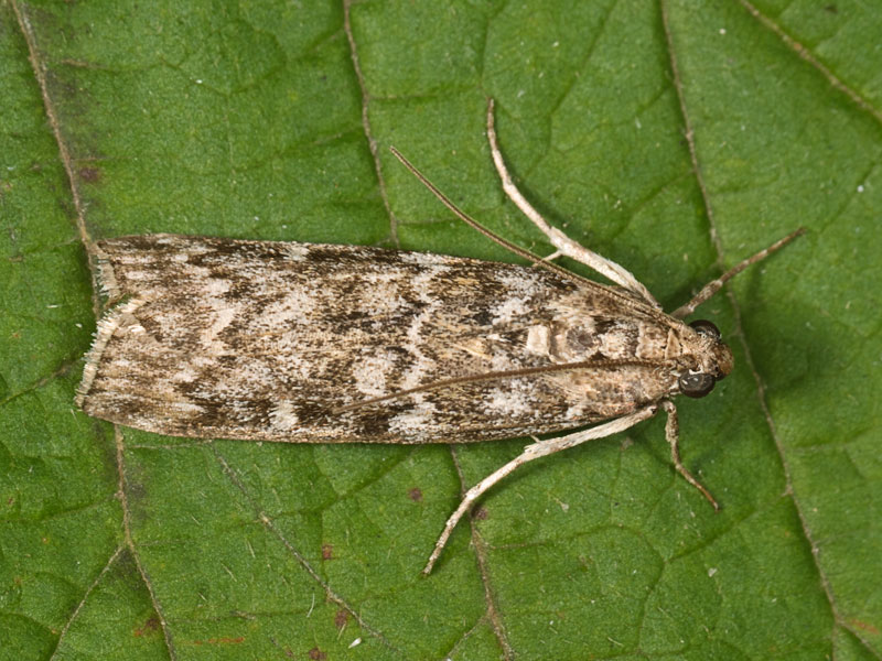 Dioryctria schuetzeella - Pyralidae?