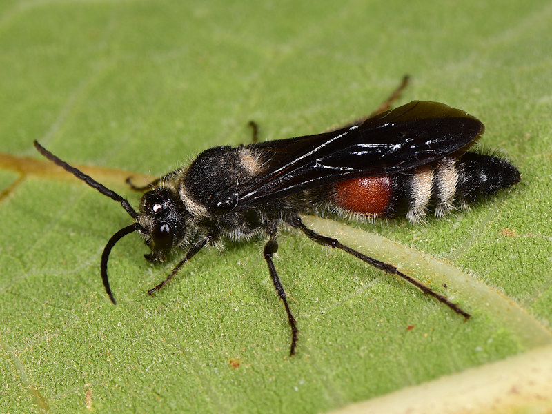 Mutillidae: maschio di Nemka viduata (cfr.)(Serifos, Cicladi)