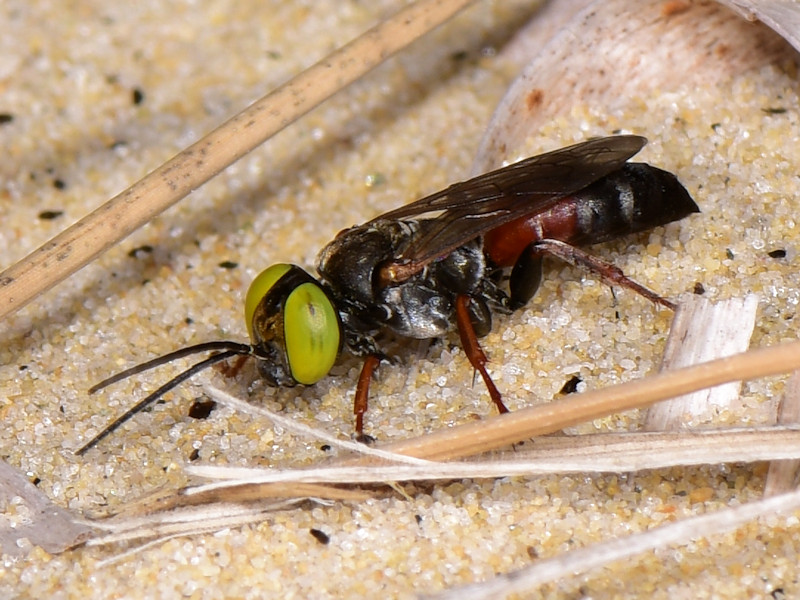 Crabronidae: Tachysphex sp. (Serifos, Cicladi)