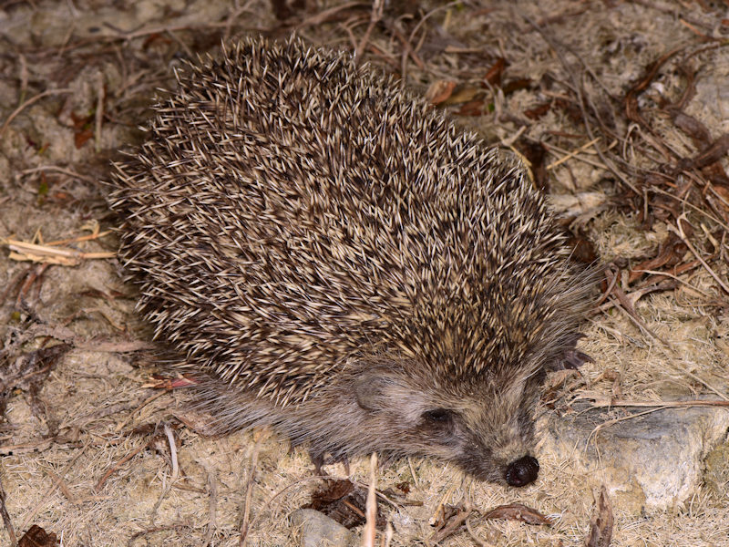 Riccio orientale, Erinaceus roumanicus