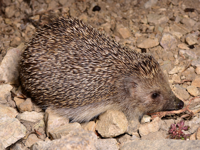 Riccio orientale, Erinaceus roumanicus