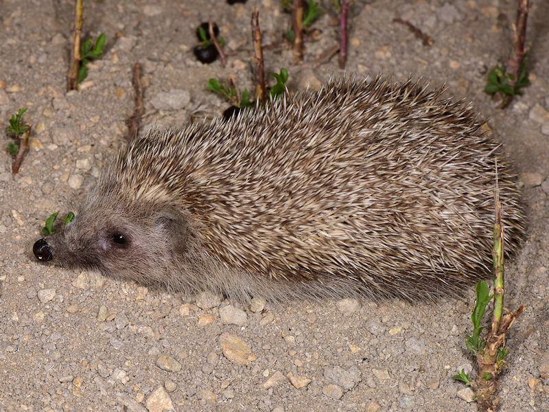 Riccio orientale, Erinaceus roumanicus