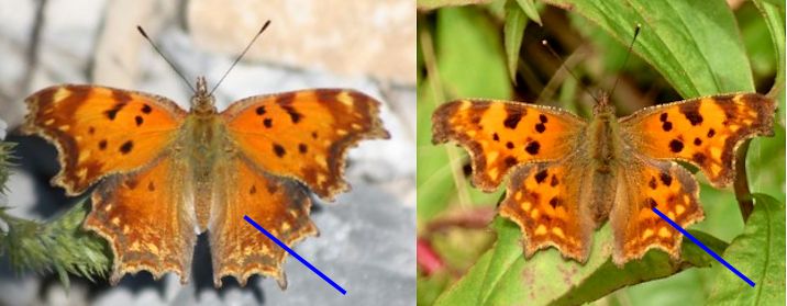 Polygonia  egea  o c-album?