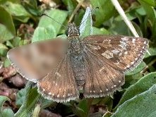 Hesperide da ID - Erynnis tages