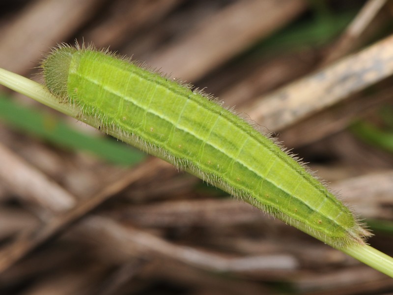 uhm...larva Satyrinae