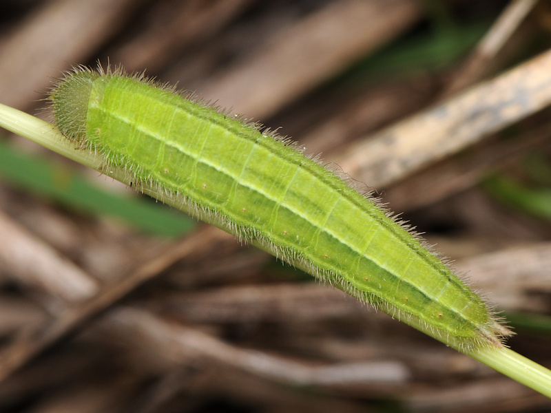 Melanargia pherusa - bruchi