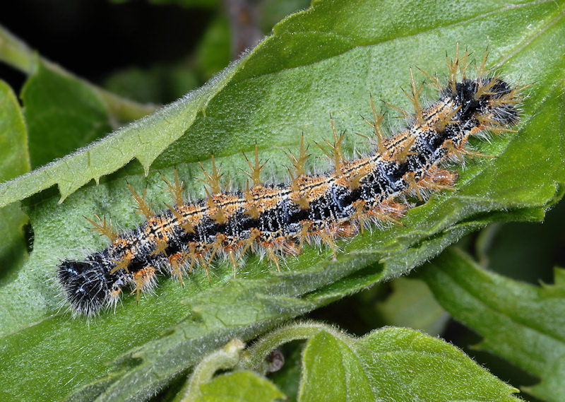 Nymphalis polychloros urbana