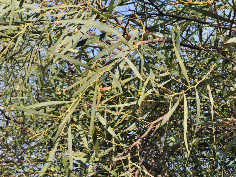 Acacia saligna / Acacia saligna
