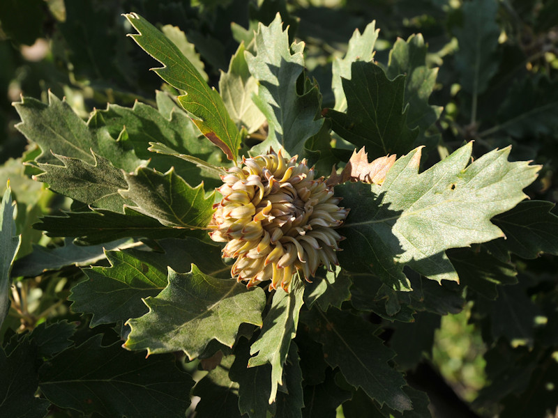 Quercus ithaburensis subsp. macrolepis / Quercia Vallonea