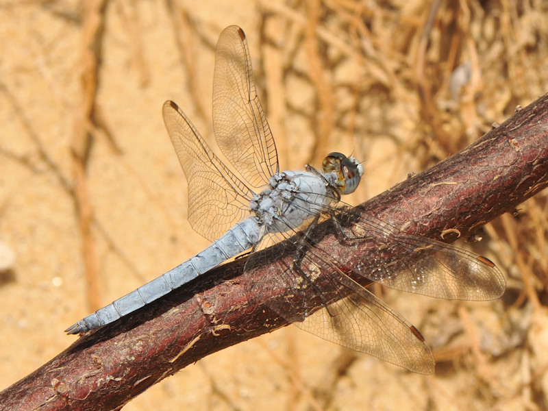 maschi di Orthetrum brunneum e coerulescens