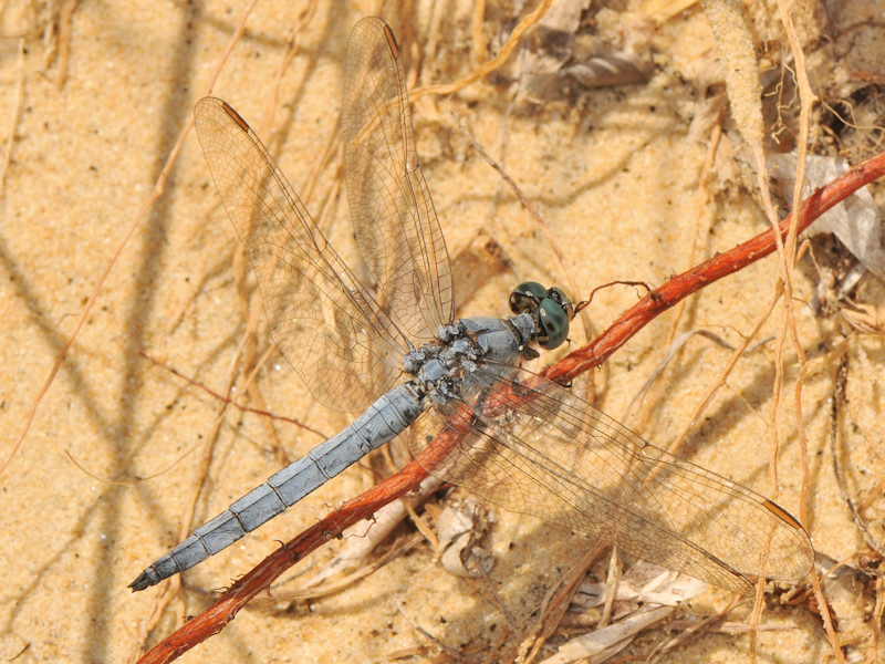 maschi di Orthetrum brunneum e coerulescens