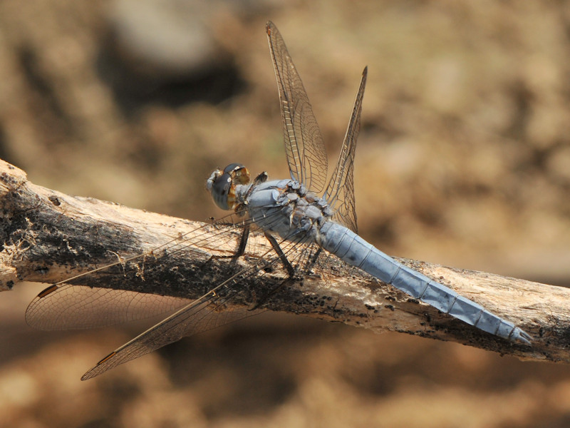 maschi di Orthetrum brunneum e coerulescens