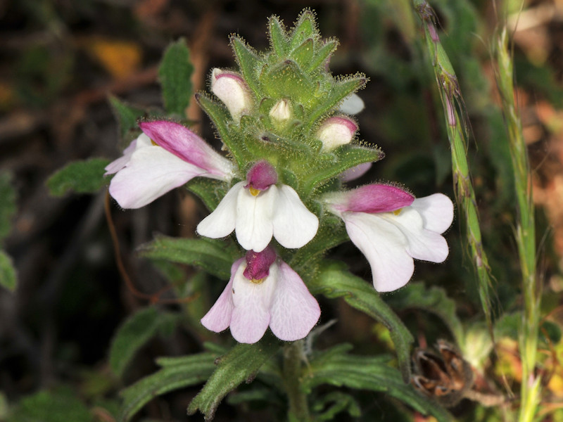 Serifos (Grecia), da determinare: Bellardia trixago