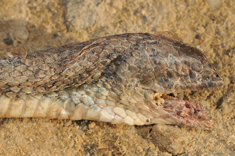 Serpente investito da auto a Serifos, Cicladi