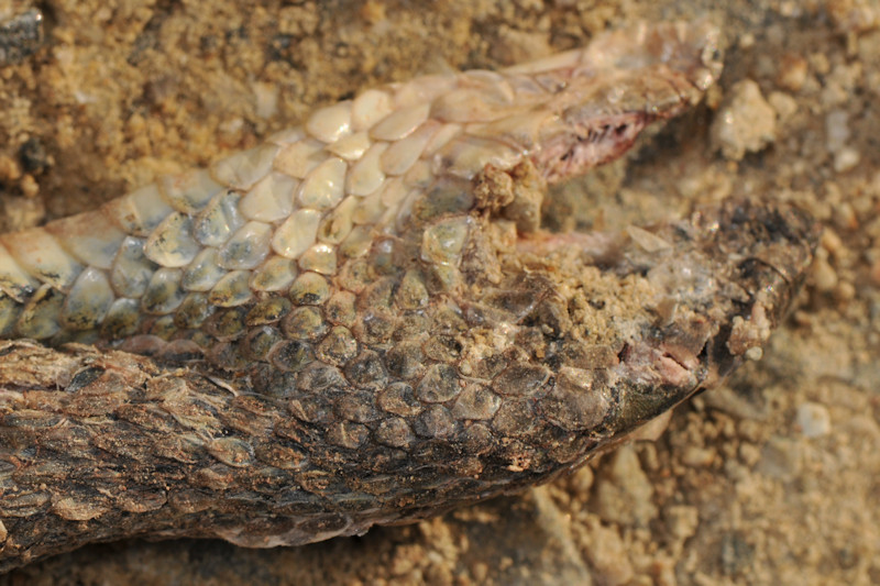 Serpente investito da auto a Serifos, Cicladi