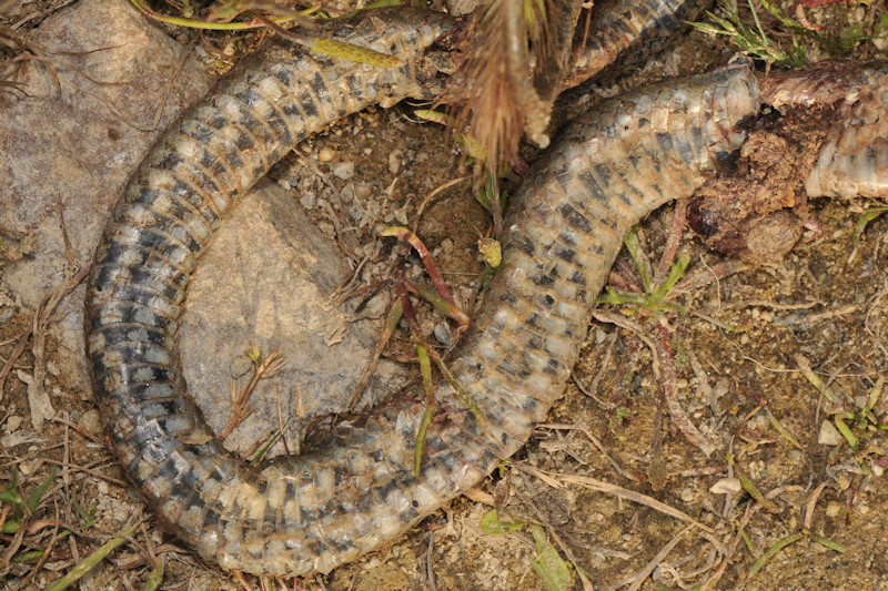 Serpente investito da auto a Serifos, Cicladi