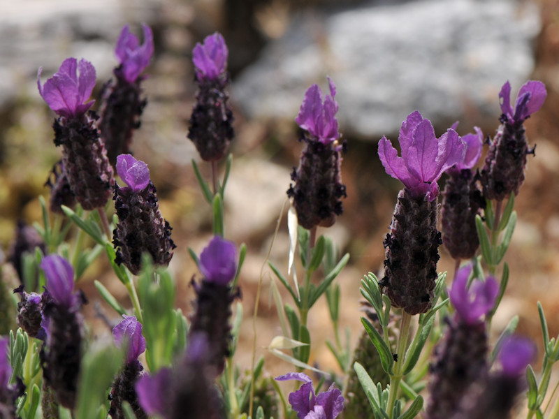 Serifos (Grecia), da determinare: Lavandula stoechas