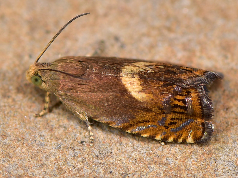 Cydia semicinctana - Tortricidae