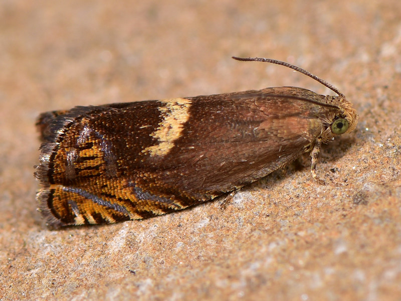 Cydia semicinctana - Tortricidae