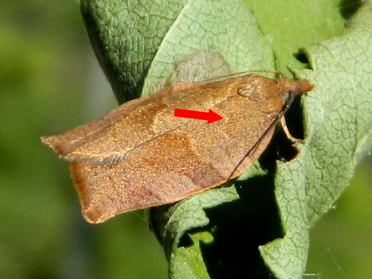 Pandemis heparana - Tortricidae