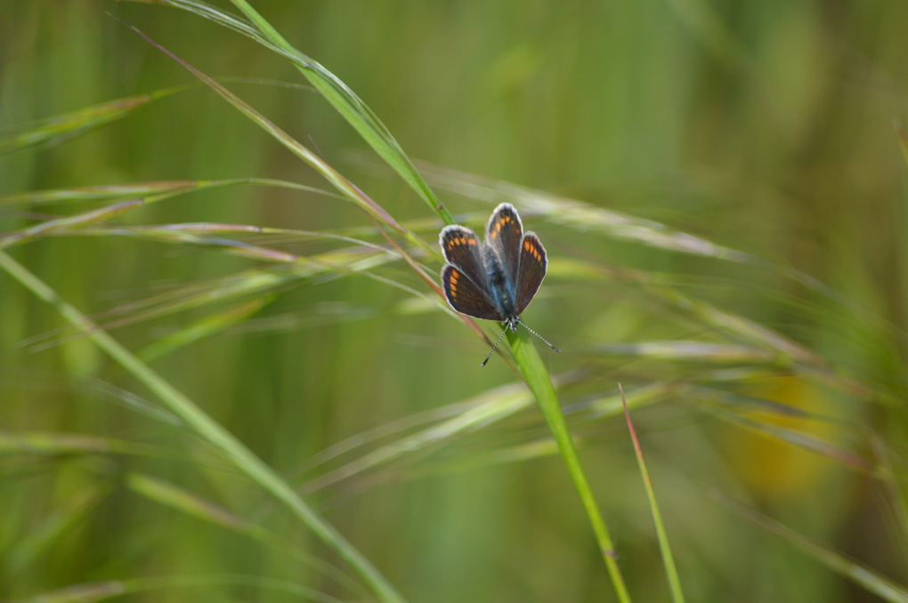 Femmina di Polyommatus (Polyommatus) icarus