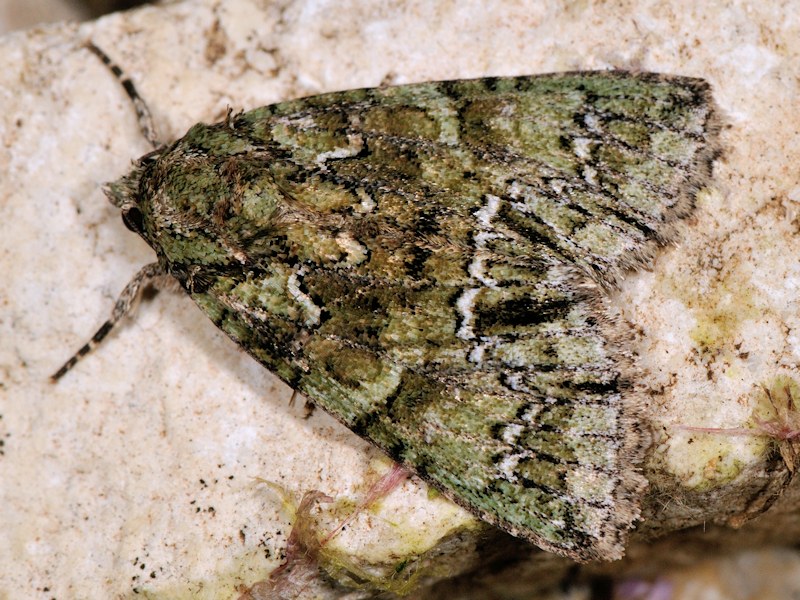 Polyphaenis sericata - Noctuidae