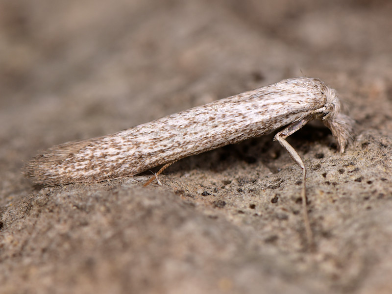 Pterolonche (Gomezbustillus) pulverulenta - Pterolonchidae