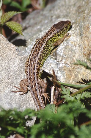 Lacerta agilis