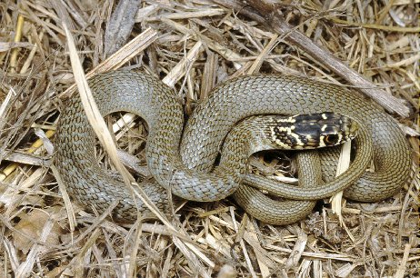 Anguis veronensis - Orbettino