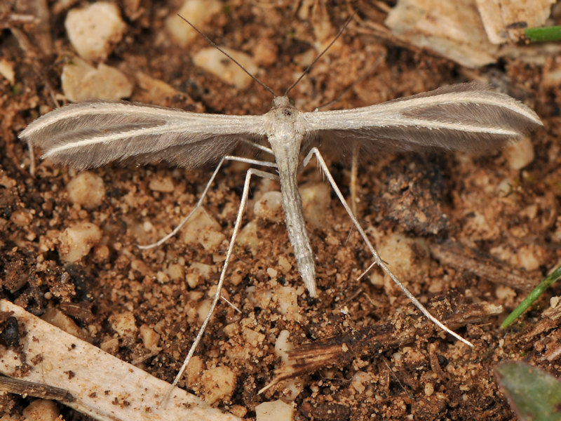 Pterophoridae determinabile?  Merrifieldia sp.