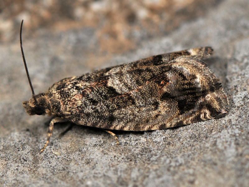 Cydia fagiglandana - Tortricidae