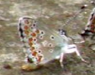 Folla di Lycenidae