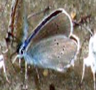 Folla di Lycenidae