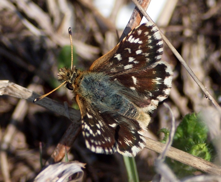 Spiala sertorius?