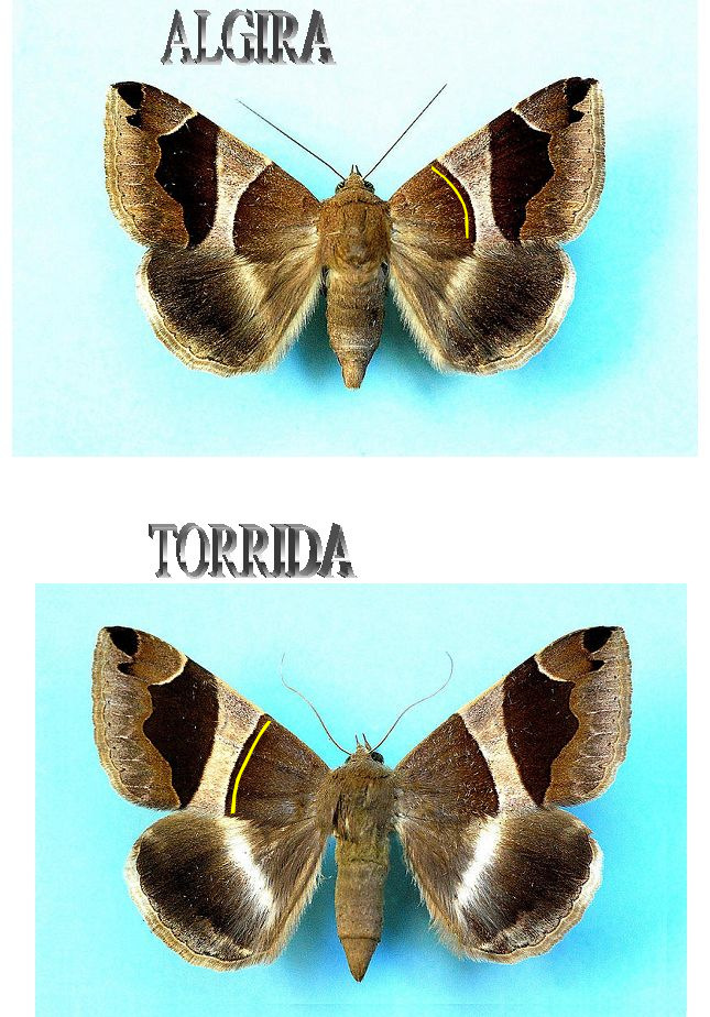 Dysgonia algira o Dysgonia torrida