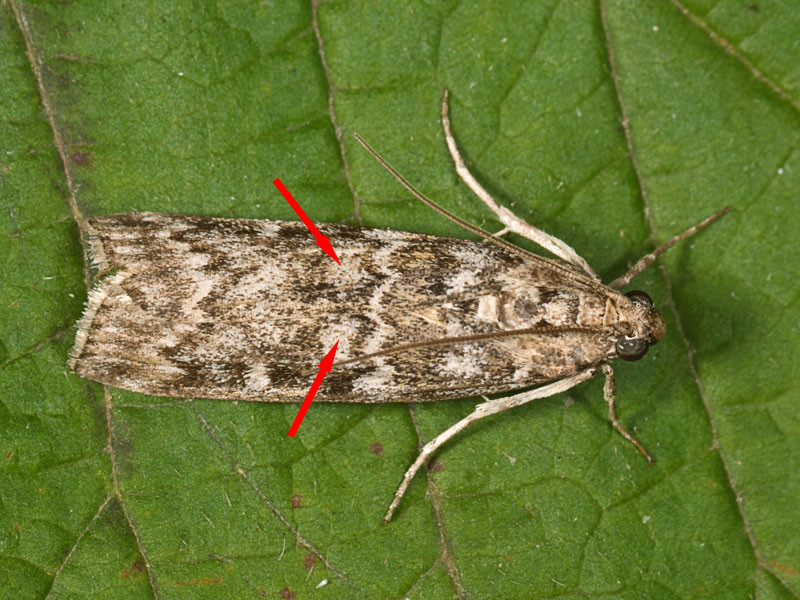 Dioryctria schuetzeella - Pyralidae?