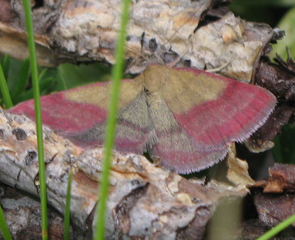 Geometridae? - Phytometra viridaria (Noctuidae)