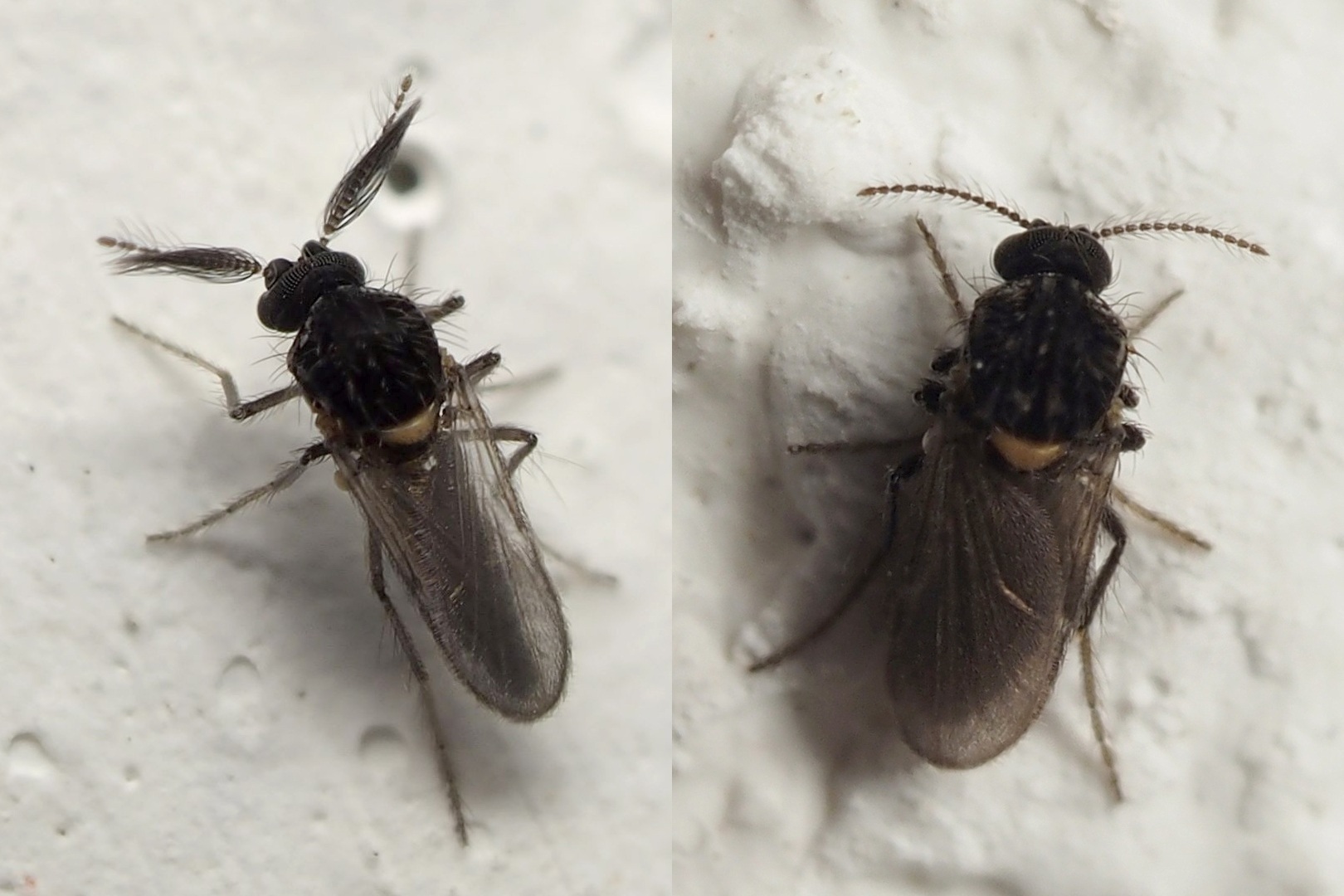 Ceratopogonidae ? S !