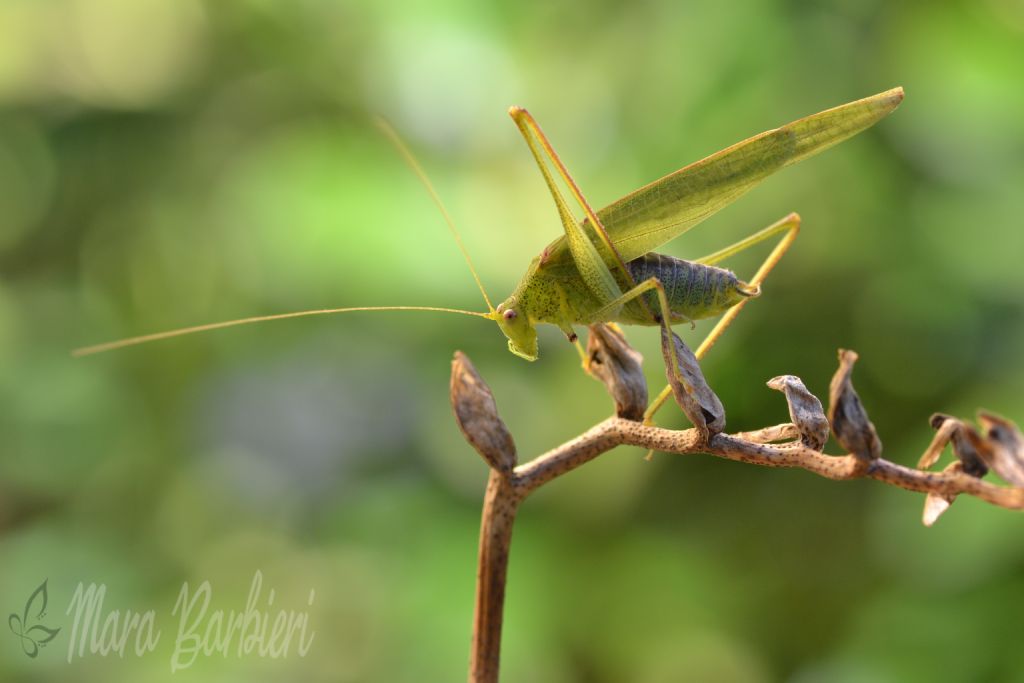 Phaneroptera nana, maschio