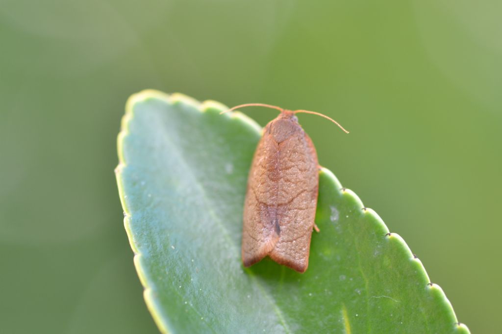 piccola falena da id - Cacoecimorpha pronubana, Tortricidae