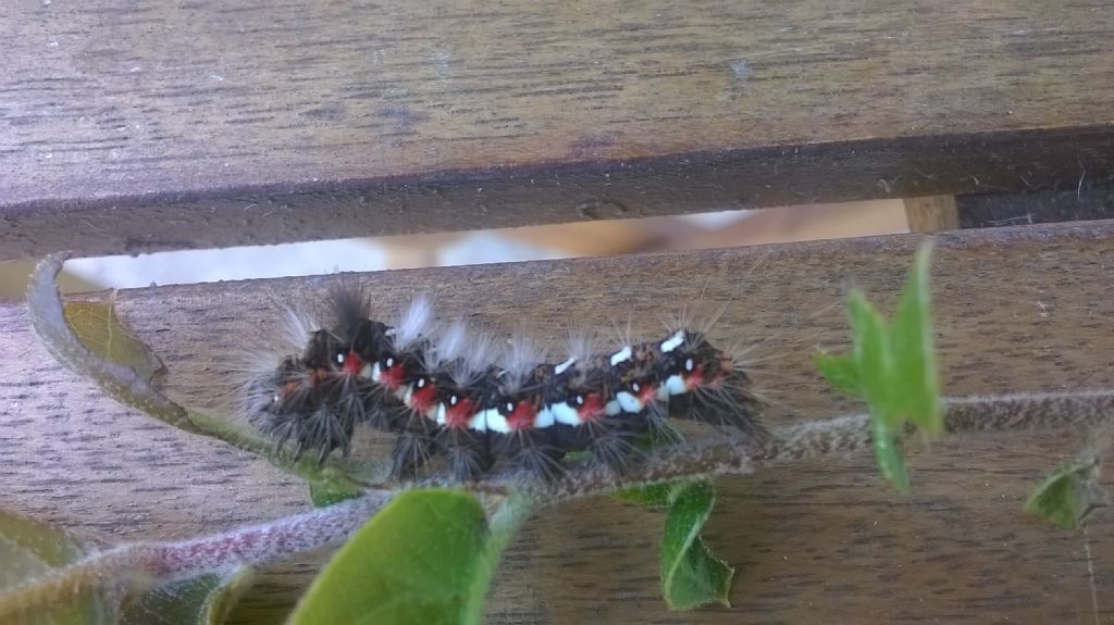 bruco da id - Acronicta (Viminia) rumicis, Noctuidae