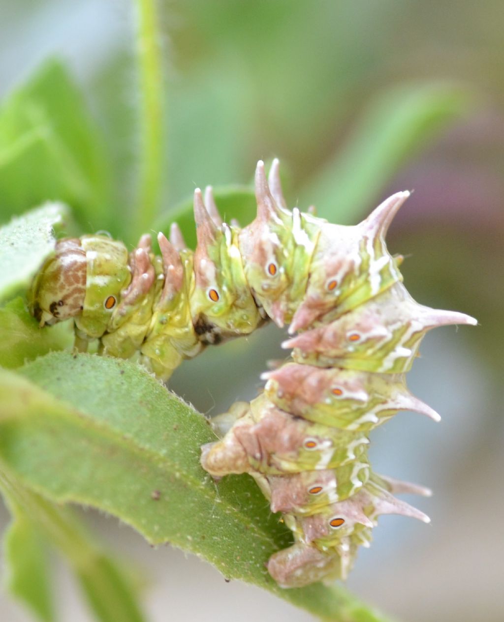 bruco da identificare - Apochima flabellaria, Geometridae