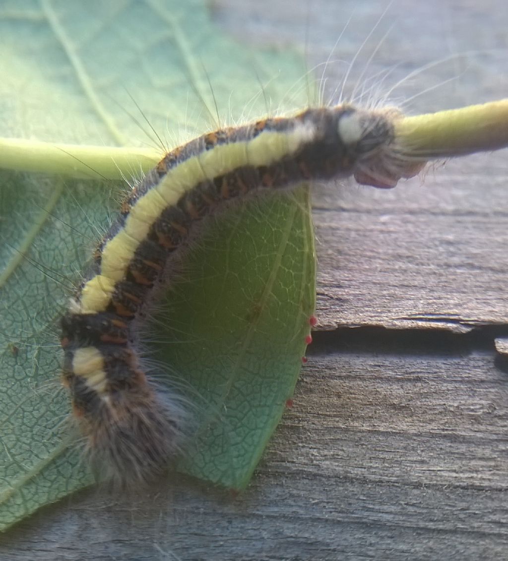 Bruco su ciliegio da id - Acronicta psi, Noctuidae