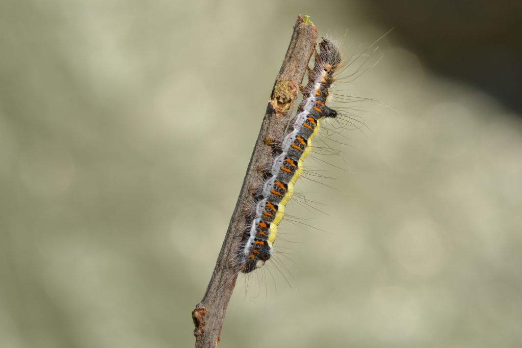 Bruco su ciliegio da id - Acronicta psi, Noctuidae