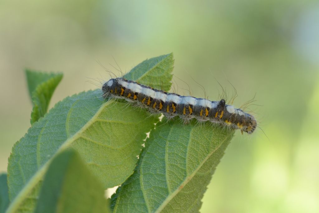 Bruco su ciliegio da id - Acronicta psi, Noctuidae