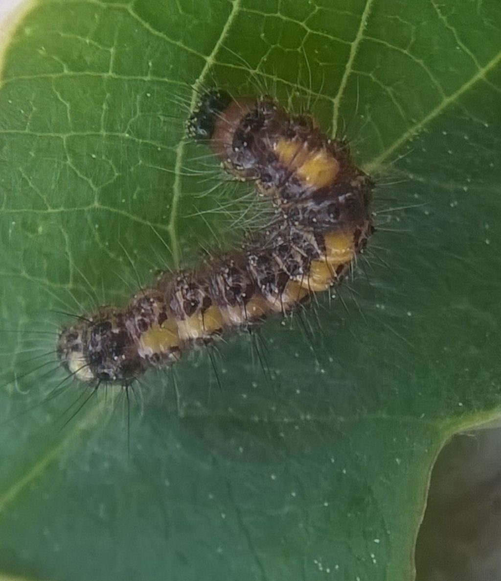 Bruco su ciliegio da id - Acronicta psi, Noctuidae