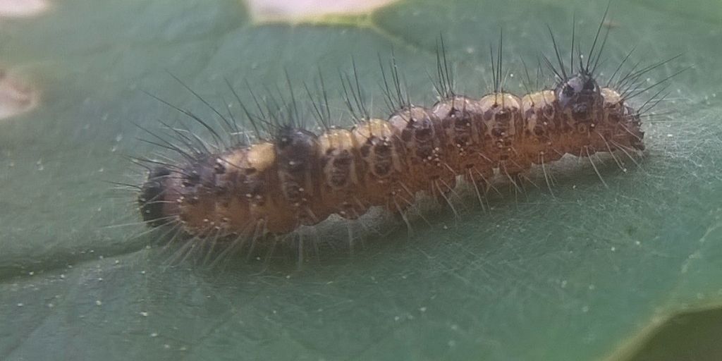 Bruco su ciliegio da id - Acronicta psi, Noctuidae