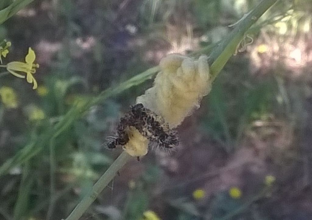 Bruchi di Pieris brassicae parassitati? S